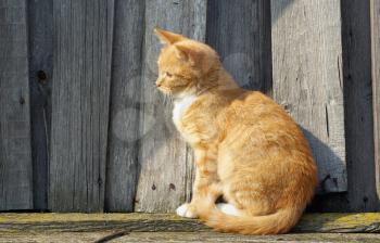 Ginger tabby cat sitting on wooden background.