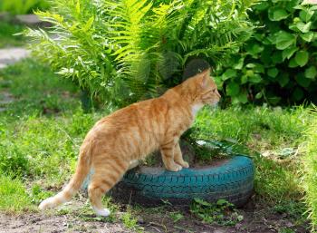 Ginger tabby cat cat plays in green ferns