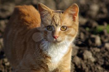 Ginger tabby cat walks outdoors. Shallow depth of field. Selective focus.