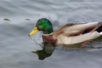Drake mallard swimming in low water in the pond.