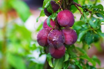 Fresh ripe plums with green leaves on a tree branch. Shallow depth of field. Selective focus.