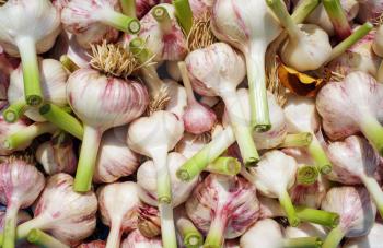 Fresh garlic bulbs and cloves. Garlic harvest from the garden.