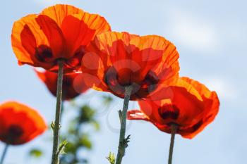 Blooming poppy flowers. Bright scarlet poppies on sky background. Shallow depth of field. Selective focus.