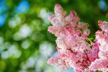 Photo of bright blossoming pink lilac flowers in the garden. Shallow depth of field. Selective focus.