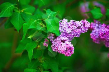 Bright blooming purple lilac flowers and green leaves in the garden. Shallow depth of field. Selective focus.