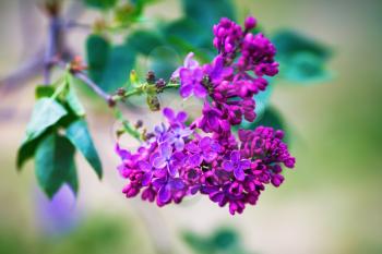 Blooming purple lilac flowers in the garden. Shallow depth of field. Selective focus.