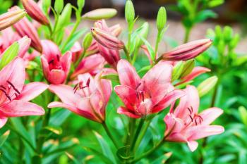 Pink lily flowers and green leaves outdoors. Shallow depth of field. Selective focus.