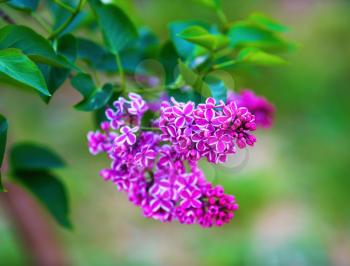 Bright blooming lilac flowers and green leaves in the garden. Shallow depth of field. Selective focus.