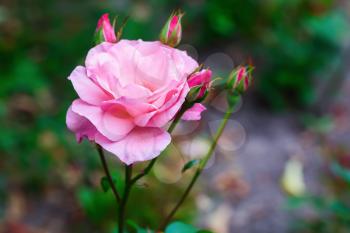 Beautiful pink rose flower in a garden. Shallow depth of field. Selective focus.