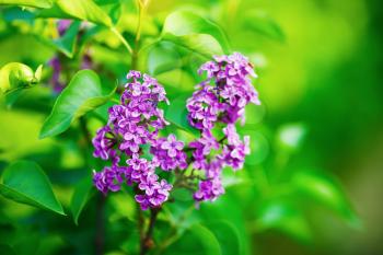 Photo of blossoming pink lilac flowers and green leaves in the garden. Shallow depth of field. Selective focus.
