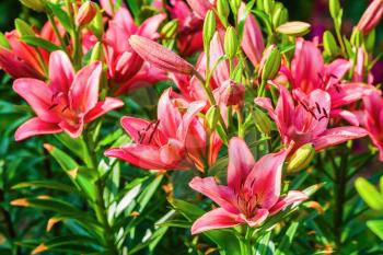 Beautiful red lily flowers and green leaves outdoors. Selective focus.