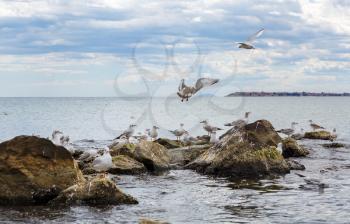 Seagulls on the stones. Gulls on the rocks.