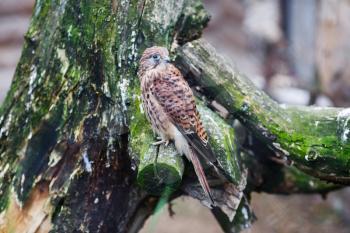 Common kestrel bird sitting on the old stump. Falco tinnunculus. Selective focus.
