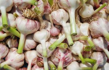 Fresh garlic bulbs. Garlic harvest from the garden. Flat lay.