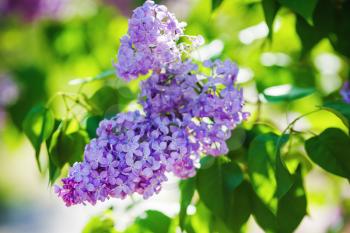 Purple lilac flowers. Spring blossom. Selective focus