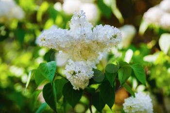 White lilac flowers and green leaves in the garden. Shallow depth of field. Selective focus.