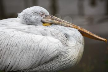 Close up of great white pelican. Pelecanus onocrotalus also known as the eastern white pelican. Selective focus.
