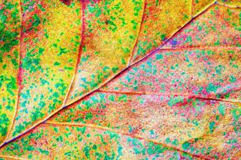 Bright colorful autumn leaf. Macro photography. Flat lay