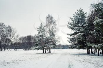 Scenic winter landscape. Fir trees, birches and snow-covered country road.