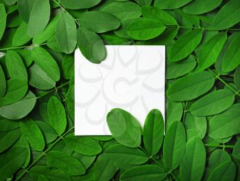Blank white paper background with green leaves. Square frame. Nature concept. Copy space for text. Flat lay.