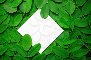 Blank white paper with green acacia leaves background. Copy space for text. Flat lay.
