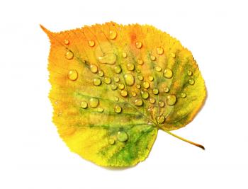 Autumn leaf with water drops isolated on white background. Flat lay.