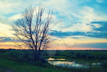 Old dry tree. Evening sky and a pond. Scenic sunset in the countryside. Toned image.