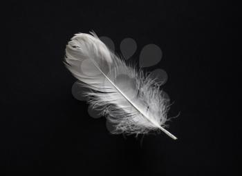 White feather on black paper background. Flat lay.