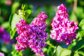 Photo of blooming purple lilac flowers and green leaves in the garden. Shallow depth of field. Selective focus.