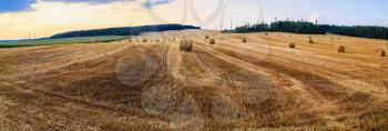 Autumn field with hay bales after harvest. Rural landscape with haystacks. Panorama shot.