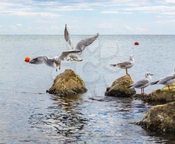Gulls on the rocks. Seagulls on the stones. Black Sea coast. Birds of the sea.