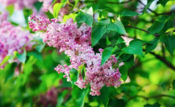 Pink lilac flowers with green leaves. Shallow depth of field. Selective focus.