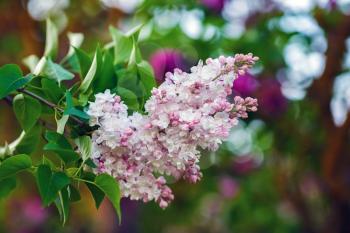 Branch of pink lilac flowers with green leaves. Selective focus.