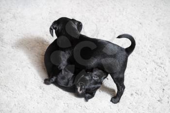Two puppies play on light gray carpet. Little black dogs. Selective focus.