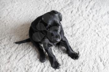 Black puppy on light gray carpet. Little dog sitting. Selective focus.