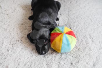 Black puppy resting with colored ball on light gray carpet. Little dog is tired. Selective focus.