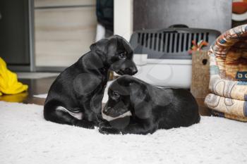 Two puppies sitting on soft carpet. Little black dogs are resting. Selective focus.