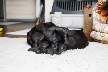 Two black puppies rest on soft carpet. Little dogs are resting. Selective focus.