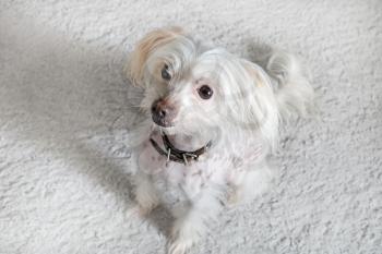 Chinese crested dog female sitting on light gray fluffy carpet. Selective focus.