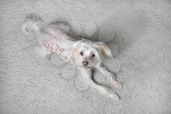 Chinese crested dog female lies on light gray fluffy carpet. Selective focus.