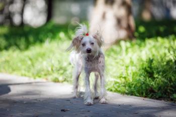 Chinese crested dog female walks outdoors. Selective focus.