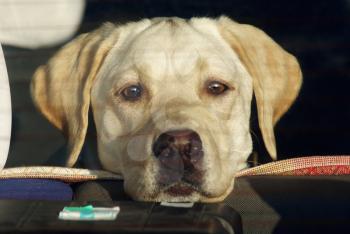 Labrador retriever dog in the car looks through the rear window. Selective focus.