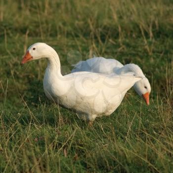 Two white geese. Geese in grass. Domestic birds. Selective focus