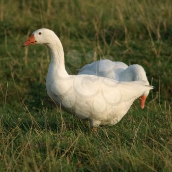 Geese in grass. White domestic goose. Two birds. Selective focus
