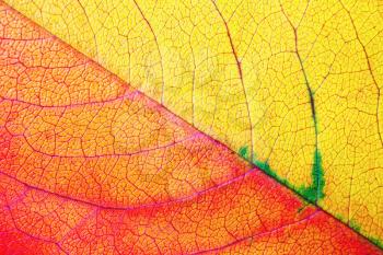 Photo of bright red and yellow autumn leaf. Macro photography. Flat lay