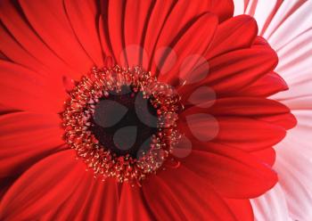 Red gerbera flower. Beautiful gerbera blooms. Shallow depth of field. Selective focus.