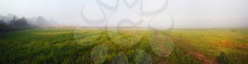 Foggy meadow at morning. Field and fog. Panoramic shot.