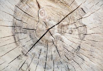 Texture of tree trunk. Wood tree section with cracks and annual rings. Flat wooden background.
