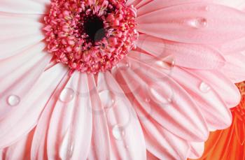 Pink gerbera flower with water drops. Droplets on gerbera petals. Selective focus.
