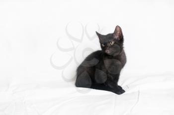 Black shorthair cat sitting on white sheet background.